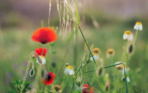 Red poppies Stock Photos