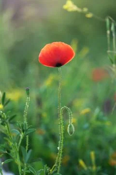 Red poppies Foto stock