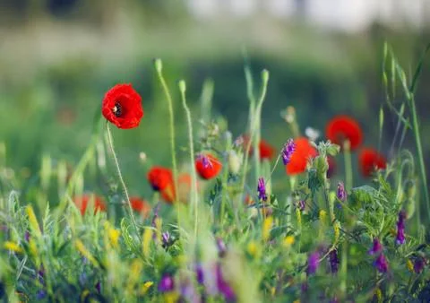 Red poppies Stock Photos