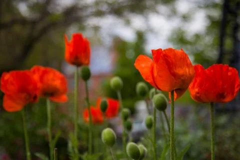 Red Poppies Stock Photos