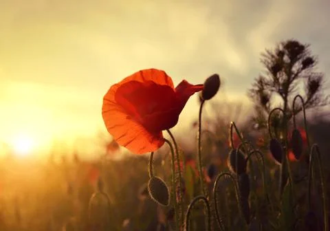 Red poppies Stock Photos