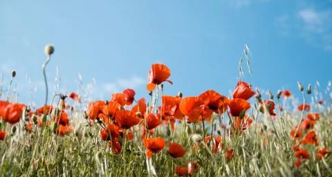 Red poppies Stock Photos