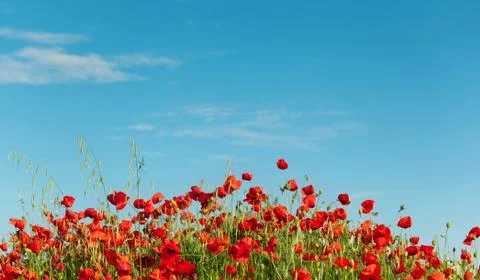 Red poppies Stock Photos
