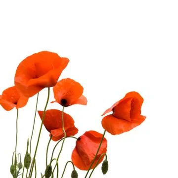 Red poppies. Stock Photos