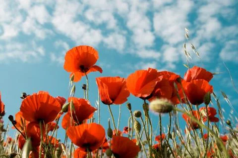 Red poppies Stock Photos
