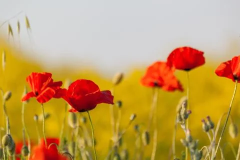 The red poppies Stock Photos