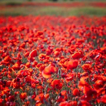 Red poppies Stock Photos