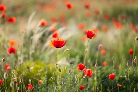 Red poppies Stock Photos