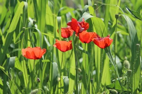 Red poppies 写真素材