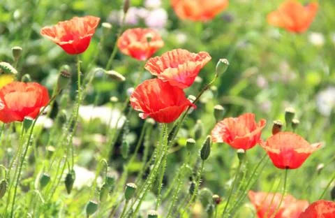 Red poppies Stock Photos