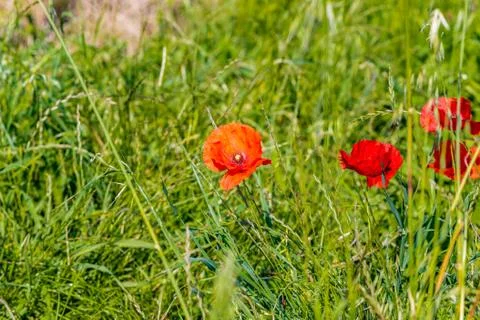 Red poppies Stock Photos