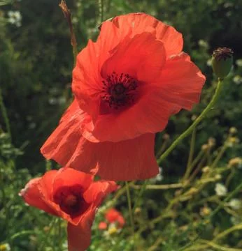 Red poppies Stock Photos