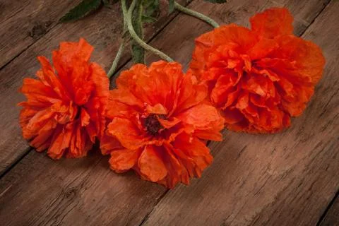 Red poppies Stock Photos