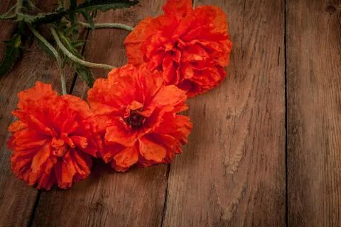 Red poppies Stock Photos