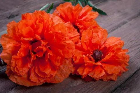 Red poppies Stock Photos