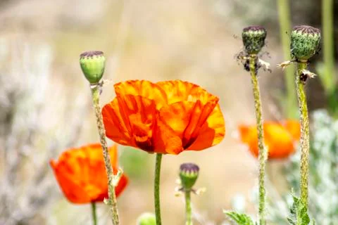 Red Poppies Stock Photos