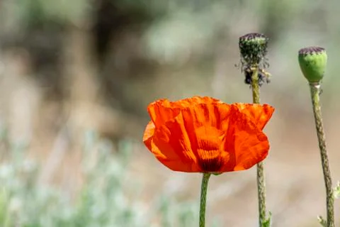 Red Poppies Stock Photos