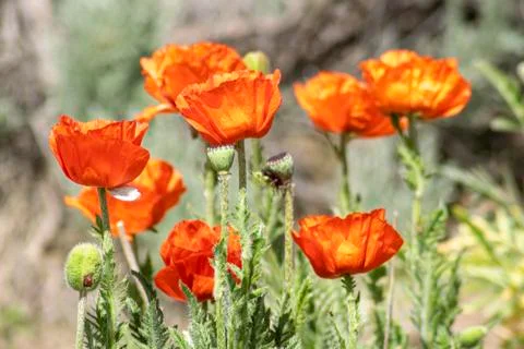 Red Poppies Stock Photos