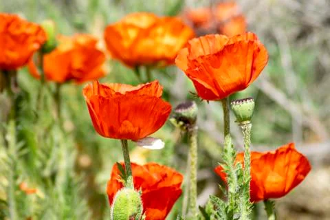 Red Poppies Stock Photos