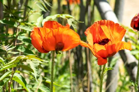 Red Poppies Stock Photos