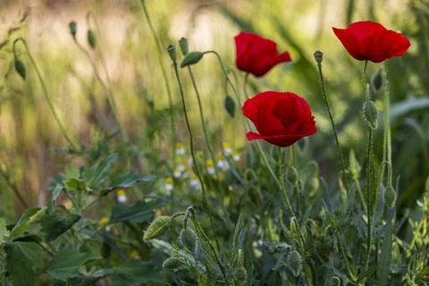 Red poppies Stock Photos