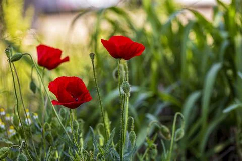 Red poppies Stock Photos