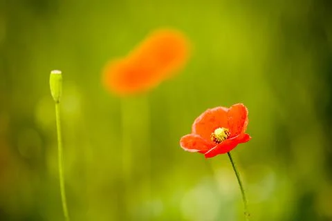 Red poppies Stock-Fotos