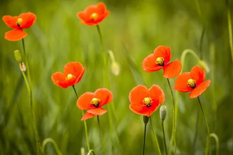 Red poppies Stock Photos