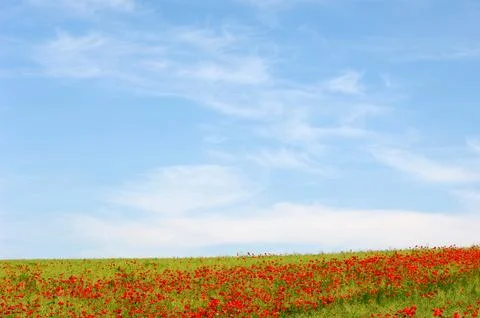 Red poppies Stock Photos