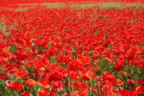 Red poppies poppy field on a sunny summer day Stock Photos