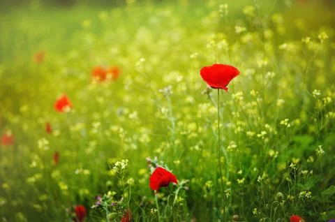 Red poppies in rays sun. Red poppy flowers blooming in the green grass field Stock Photos