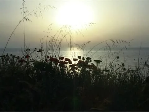 Red poppies with sea on background Stock Footage 10748488