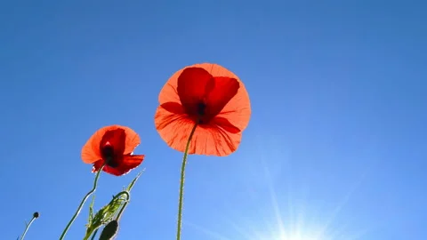 Red poppies seen from below Video stock 131083296