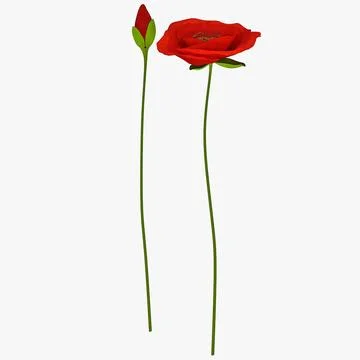 Red Poppies Set 3D Model