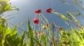 Red poppies on sky background in back view HD Footage
