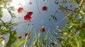 Red poppies on sky background in back view HD Footage