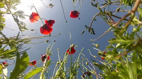 Red poppies on sky background in back view Stock Footage 11400261