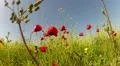 Red poppies on sky background HD Footage