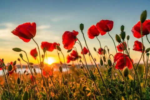 Red poppies with the sun setting behind Stock Photos