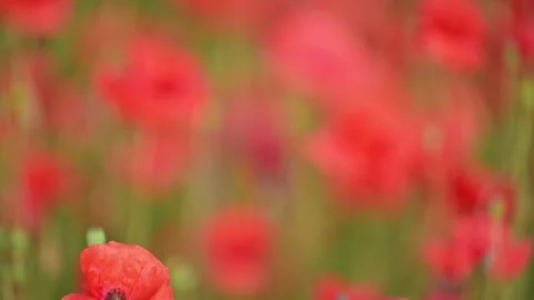 Red poppies in sunlight, green stems waving. Stock Footage 311952653
