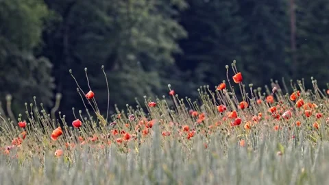 Red Poppies at Sunset – Cinematic Medium Shot 4K 스톡 동영상 320837769