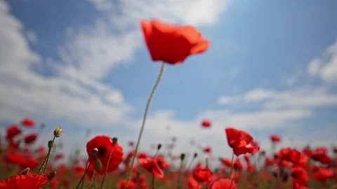 Red poppies sway in wind with clouds floating slowly above. Stock Footage 316235489