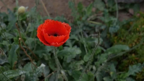 Red poppies sway in the wind. Edited sequence Stock Footage 100773025