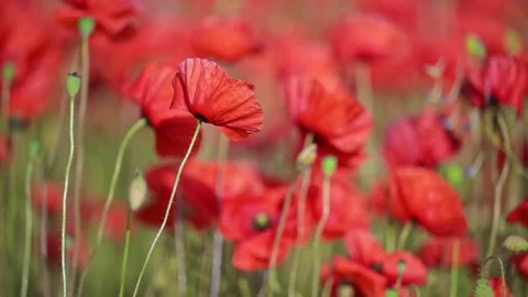 Red poppies swaying in slow motion on a sunny summer day. Stock Footage 307615367