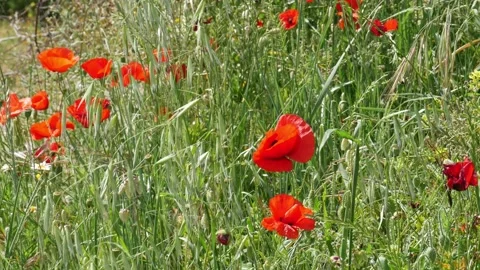 Red poppies swaying in the spring wind Stock Footage 154555161