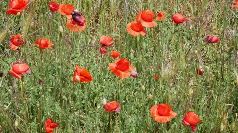 Red poppies swaying in the spring wind Stock Footage 154564628