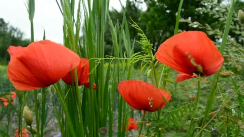 Red poppies swaying in the wind Stock Footage 136676280
