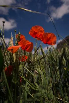Red poppies in wheat field with cloudy sky Stock Photos