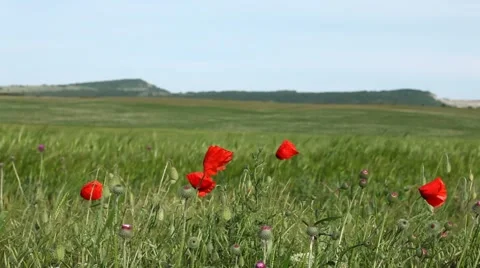Red Poppies In A Wheat Field Video stock 51805997