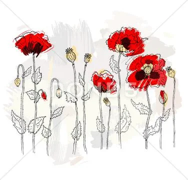 Red poppies on a white background Stock Illustration